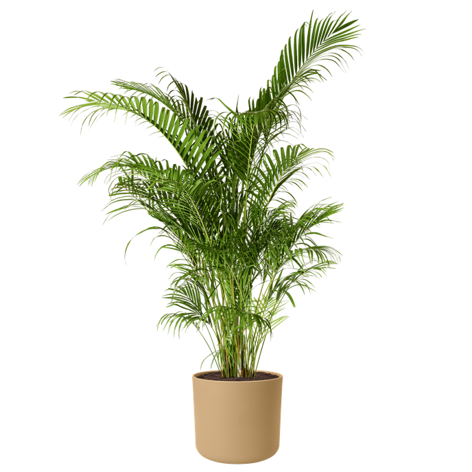 b.for soft rond 18cm goudkleurig zand